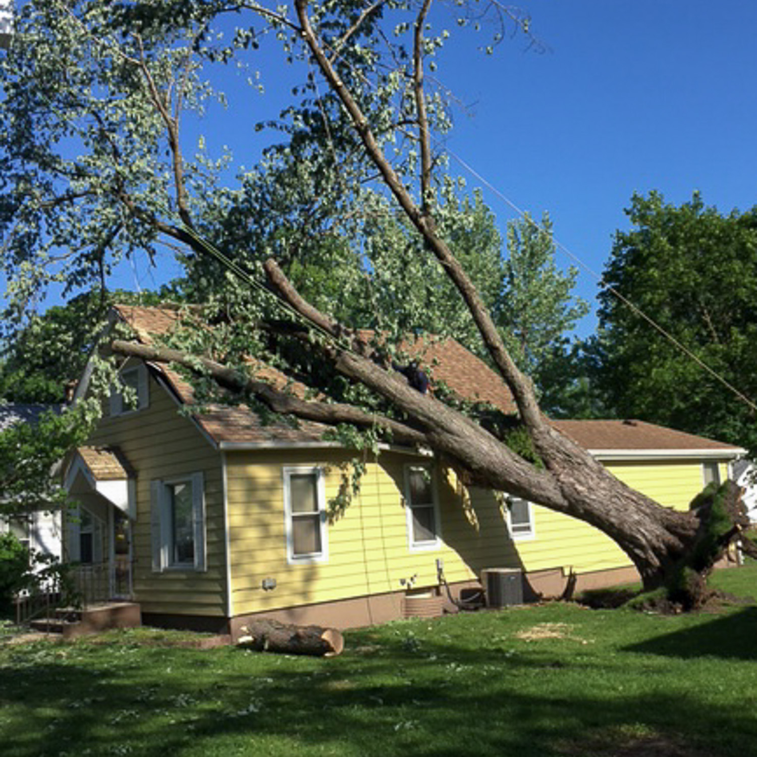 wind damage-large fallen tree on the roof of a house.
